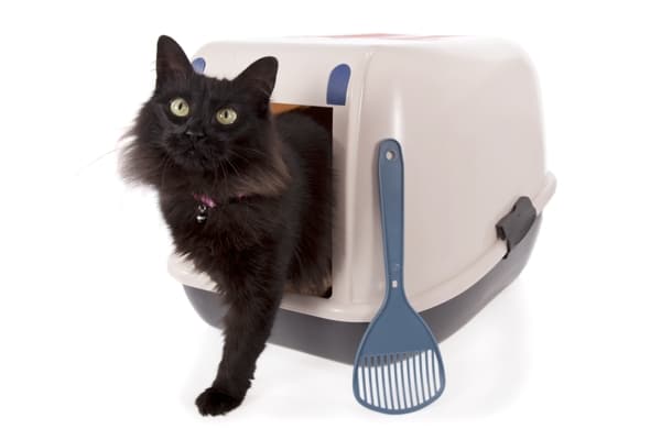 Plain Talk About Cat Food Plain Talk About Cat Food