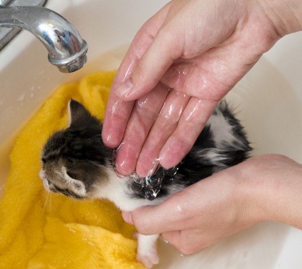 9 Methods of Natural Flea Control for Cats Catster