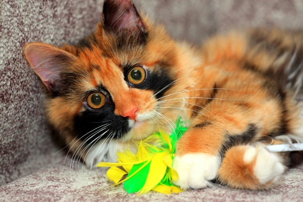 kitten playing with toy
