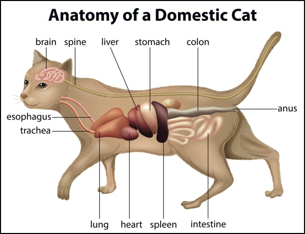 Cat Facts  7 Stops Along Your Cat U2019s Digestive System