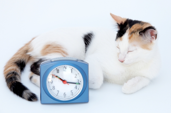 A cat and a clock.