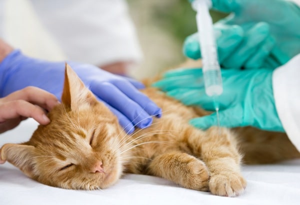 9 Things You Should Know About Feline Urinary Tract Problems Catster