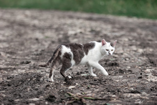 600px-cat-on-mud.jpg