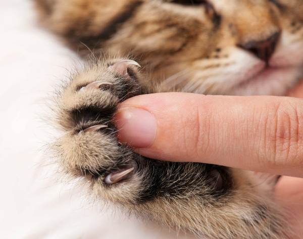 5 Things I Learned by Watching “The Paw Project” Movie Catster