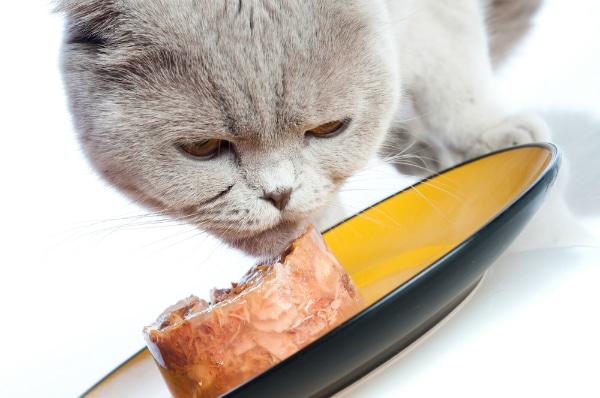 Switching Cat Food Four Tips for Success Catster