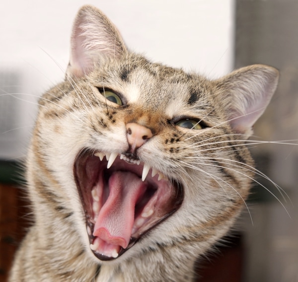 Ask a Vet Why Do Cats Grind Their Teeth? Catster