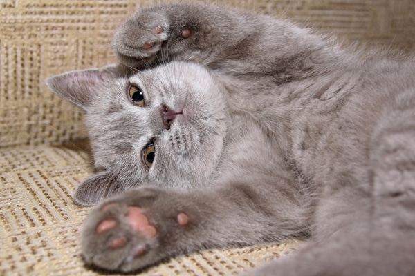 5 Facts About Your Cat’s Paws Catster