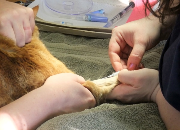 The 10 Stages of Cat Surgery Catster