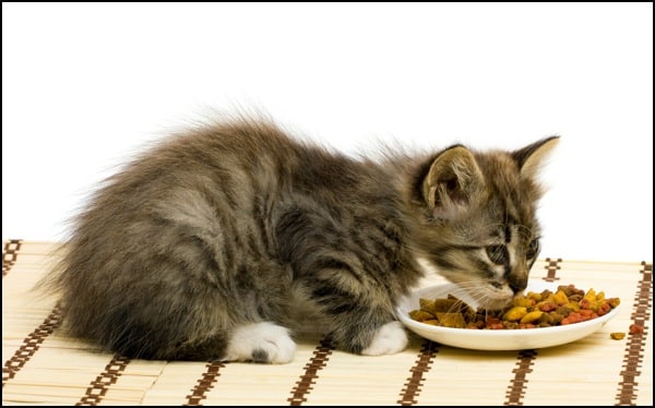 I Can T Get My Cat To Eat Raw I Can T Get My Cat To Eat Raw