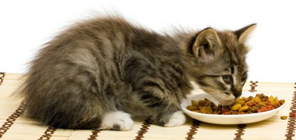Do Cats Dream About Eating And Cat Treats Do Cats Dream About Eating And Cat Treats
