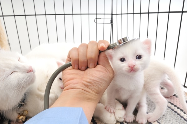 Don’t Like Shelter Adoption Fees? You’ve Got It All Wrong - Catster