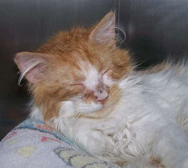 36 Cats Put to Death Because of … Ringworm? Seriously? Catster