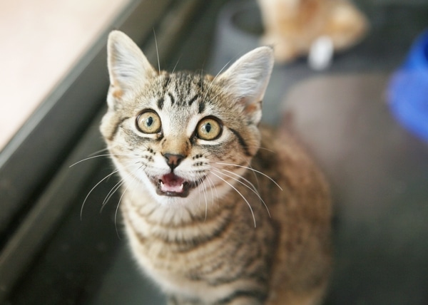 cat meows with toy in mouth
