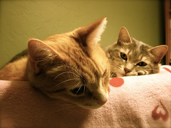 fiv cats fear catster shouldn reasons contagious casual