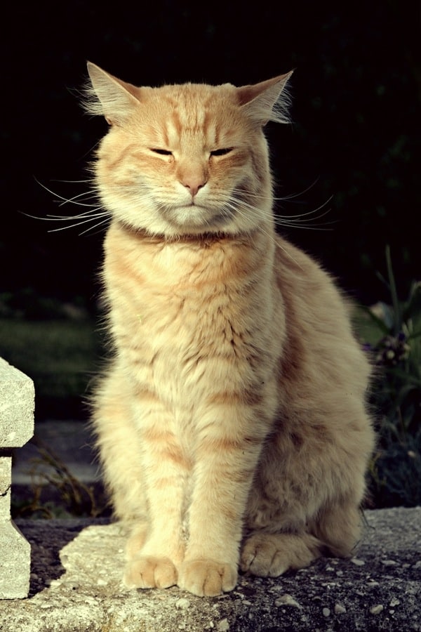 cats dogs cat better proud both ways catster smell