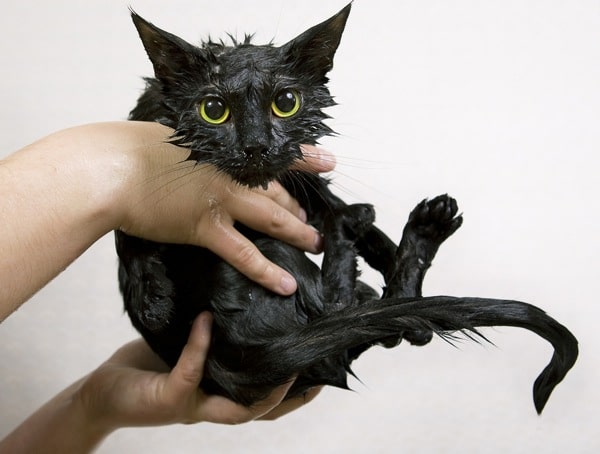 Give A Cat A Bath For Fleas Give A Cat A Bath For Fleas