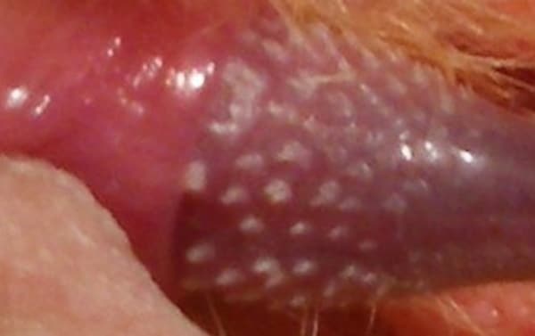 Penis Like Clitoris 44