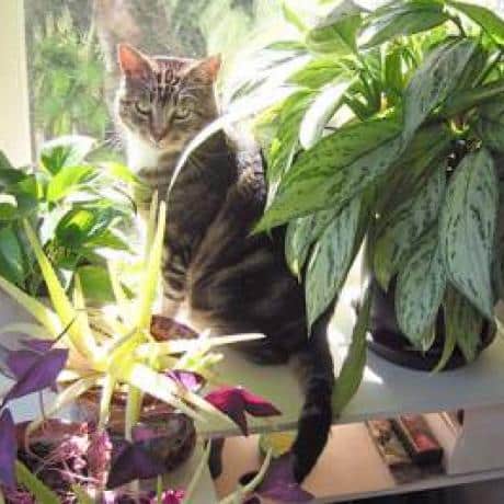 flower on cats head vine impremedia net is christmas cactus poisonous to cats