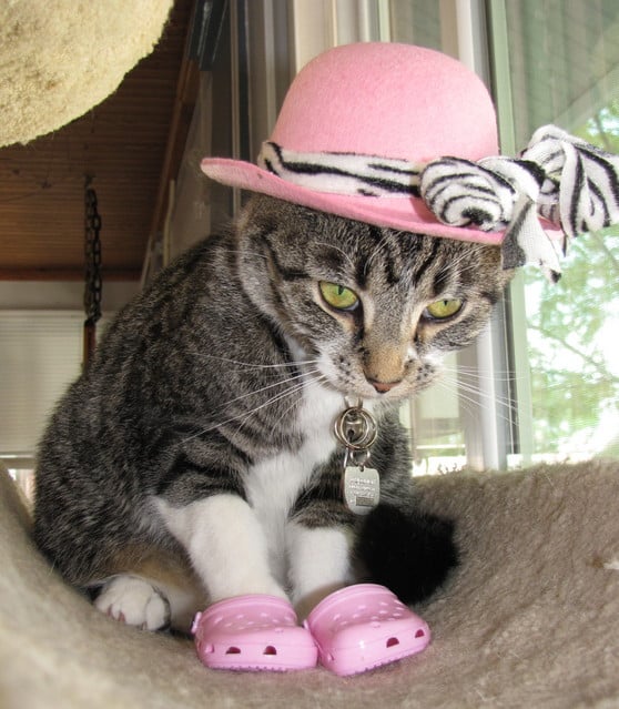 Image result for cat fashionistas