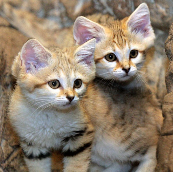 What is an Arabian sand cat?