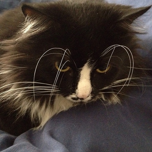 Cat With Long Eyebrow Whiskers Cat With Long Eyebrow Whiskers
