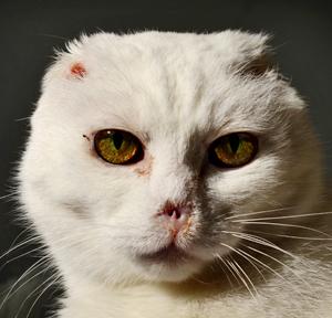 Voldemort Cat Adopted Voldemort Cat Adopted