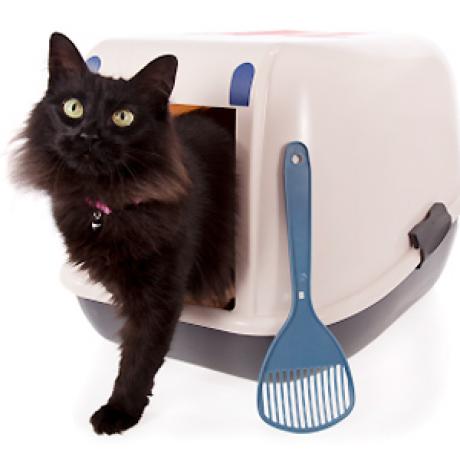 cat behaviour