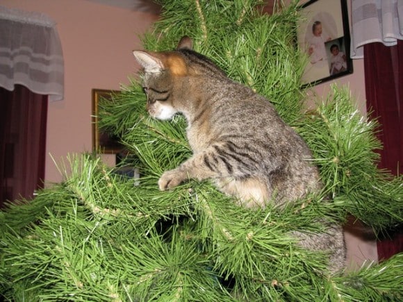 what does catnip do to dogs tree climbing derby catster what does catnip do to dogs tree climbing derby catster