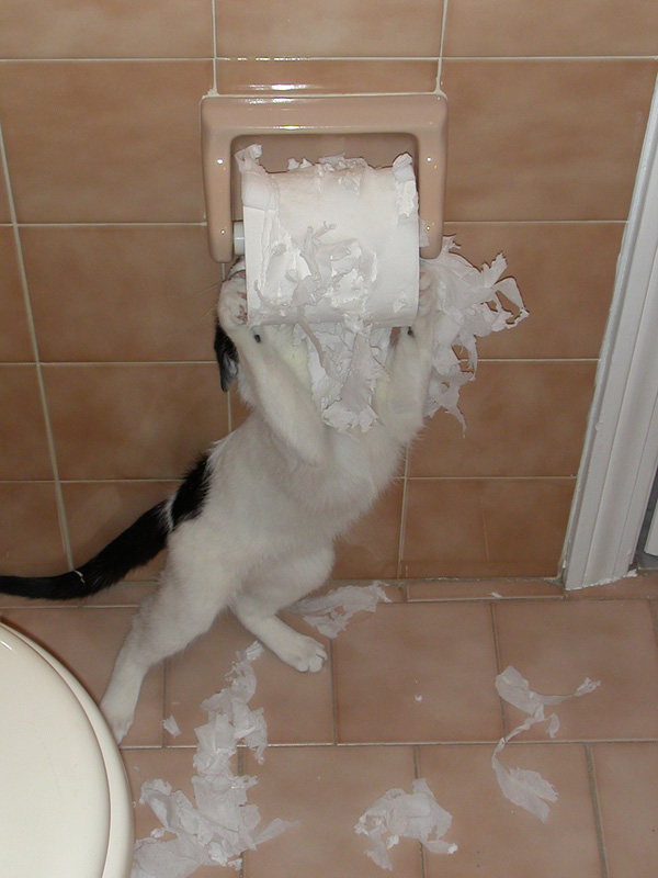 http://www.catster.com/wp-content/uploads/2015/06/86734083_a1d7ba5d1e_b.jpg