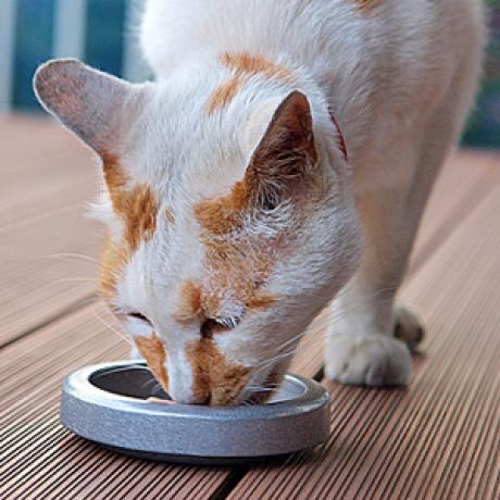 How Much Should I Feed My Cat? | petMD