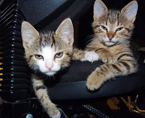 Gangster Cat Gangster Cat