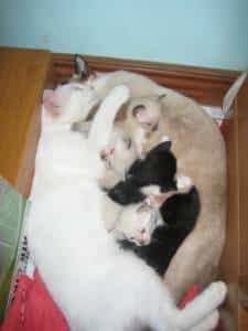 Cats Have Kittens From Different Fathers Cats Have Kittens From Different Fathers