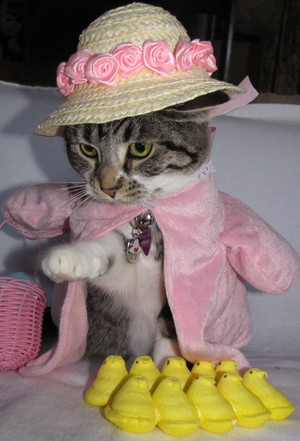 Image result for cats wearing easter hats