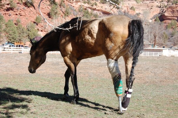 Elephant with prosthetic leg picture