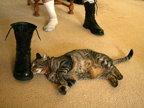 My cat has a foot fetish My cat has a foot fetish