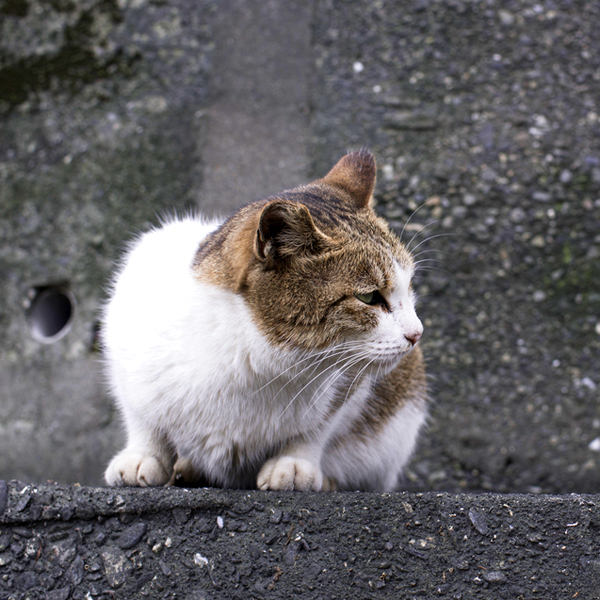How to Build a Cozy, Low-Cost Shelter for Outdoor Cats | Catster