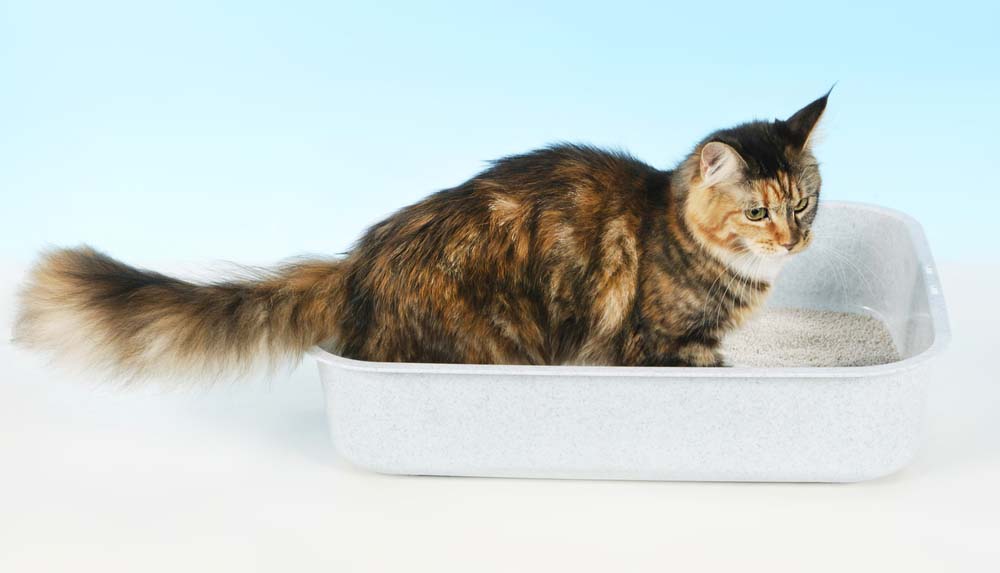 Litter Box For Cats With Disabilities Litter Box For Cats With Disabilities