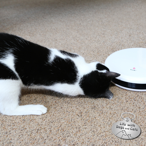 frolic cat laser