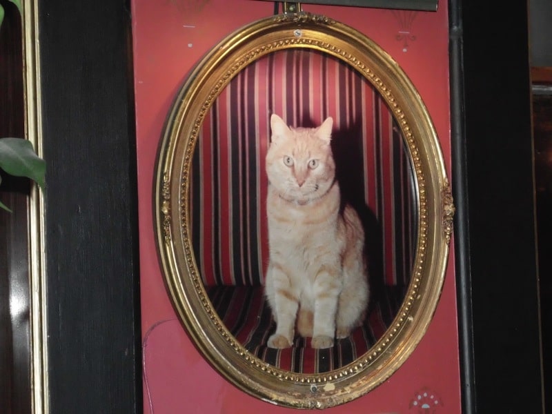 Morris the casino cat