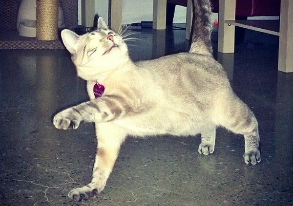 prostitute cat