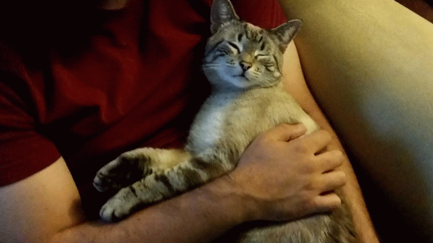 Are You Jealous of the Person Who Shares Your Cat’s Affections? Catster