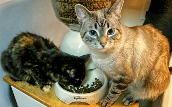 Why Does My Cat Move The Food Dish Why Does My Cat Move The Food Dish