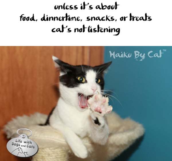 Haiku-by-Cat-Calvin-cats-not-listening1.jpg