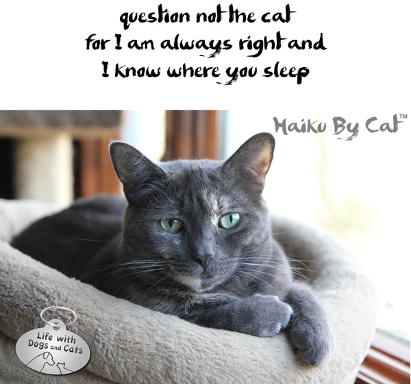 Image result for cat haiku