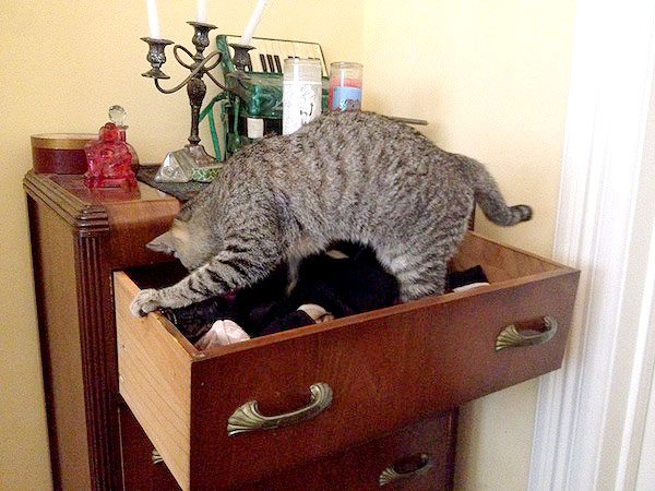 Hells-Kitten-dresser-drawer.jpg