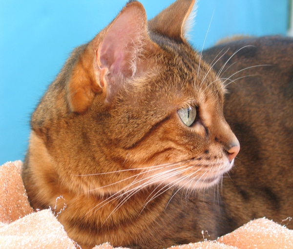 Amazing Whiskers: 4 Roles They Play in Cat Behavior - Catster