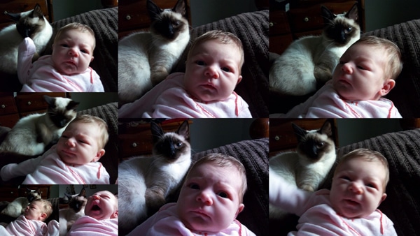 How Did Your Cat React To New Kitten How Did Your Cat React To New Kitten