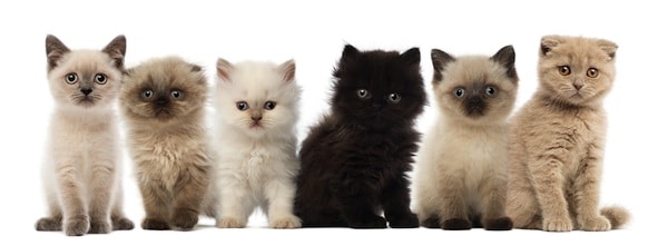 A Group Of Kittens 93