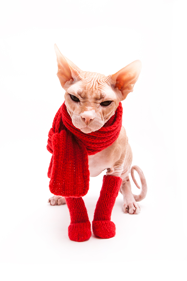 Обувь для кота Обувь для кота