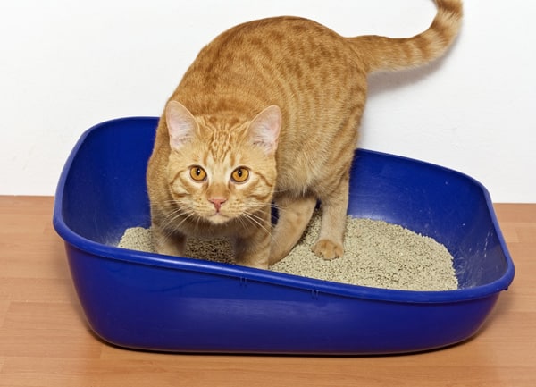 Cats Communicating Through Litter Boxes